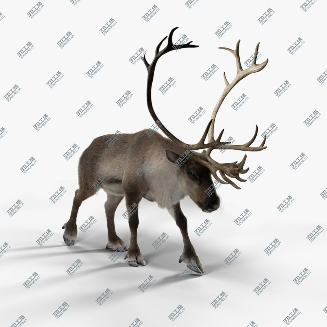 images/goods_img/2021040163/3D Male ReinDeer model/1.jpg